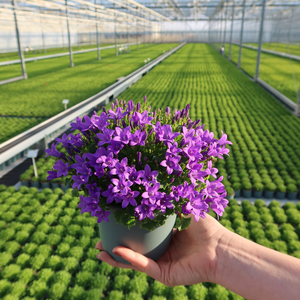 2x Campanula Addenda Ambella Intense purple in Granada decorative pots - pot size 12cm - perennial - winter hardy