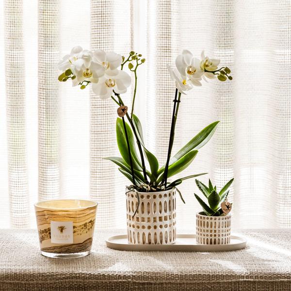 Firma Kolibri | Pflanzenset Le Chic klein | Weiße Phalaenopsis-Orchidee Amabilis und Sukkulente inkl. Dekotöpfen aus Keramik auf cremefarbenem Bio-Tablett