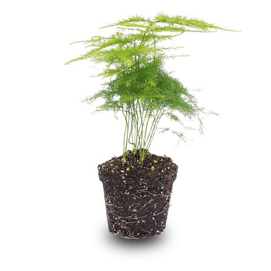 Asparagus Setaceuse Plumosus – Sierasperge - Terrarium plant - Potmaat 6