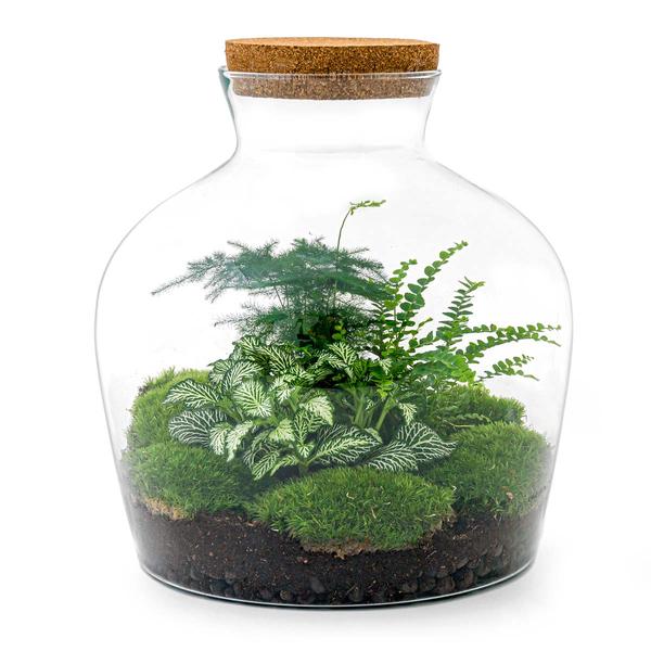 DIY-Terrarium - Fat Joe Green - ↕ 30 cm