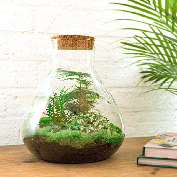 DIY-Terrarium - Sam XL - ↕ 35 cm