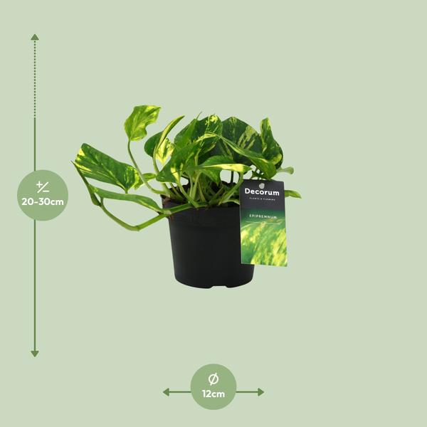 Scindapsus (Epipremnum) N'joy Gold - Ø12cm - ↕25cm