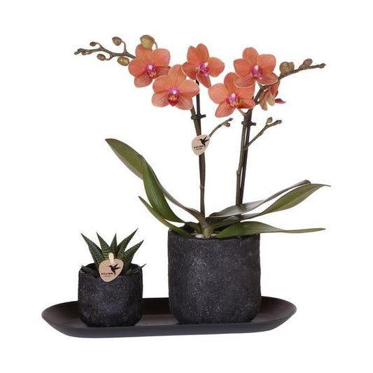 Firma Kolibri | Pflanzenset Home Hub klein | Orange Phalaenopsis Orchidee Bolzano und Sukkulente inkl. Dekotöpfen aus Keramik auf schwarzem Tablett