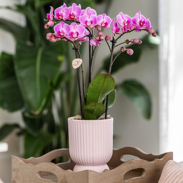 Hummingbird Orchids | Pink purple phalaenopsis orchid - El Salvador + Diabolo pink - pot size Ø9cm | flowering houseplant - fresh from the grower