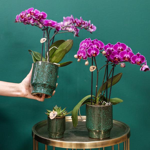 Kolibri-Orchideen | Lila Phalaenopsis Orchidee - Morelia Classy Green - Topfgröße Ø9cm | blühende Zimmerpflanze - frisch vom Züchter