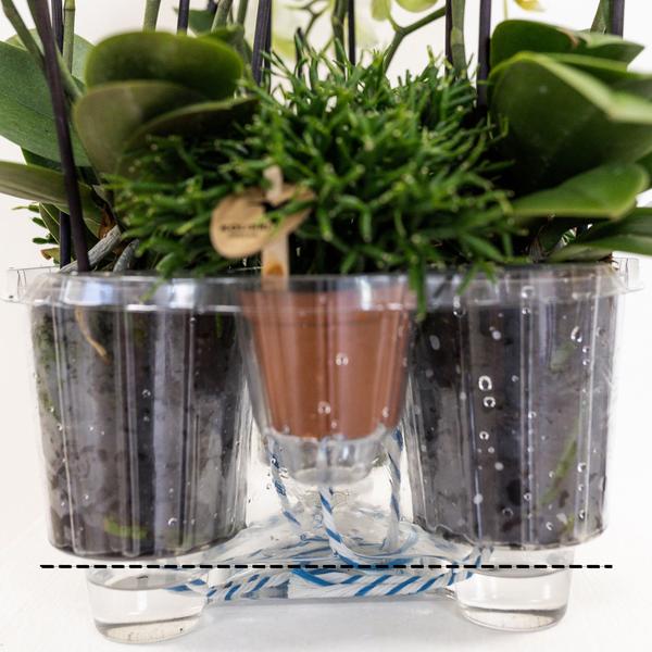 Hummingbird Orchids | orange plant set in Reed Basket incl. water reservoir | three orange orchids Bolzano 9cm and three green plants Rhipsalis | Jungle Bouquet orange with self-sufficient water reservoir