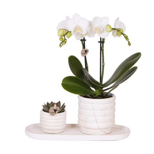 Firma Kolibri | Pflanzenset Slow Living klein | Weiße Phalaenopsis Orchidee Lausanne und Sukkulente inkl. Dekotöpfen aus Keramik auf weißem Bio-Tablett