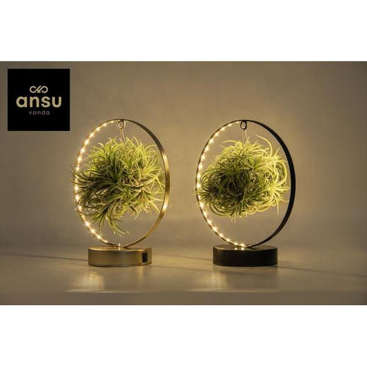 Tillandsia Led Edition Mix - 2 stuks - Ø11 cm - ↕23 cm