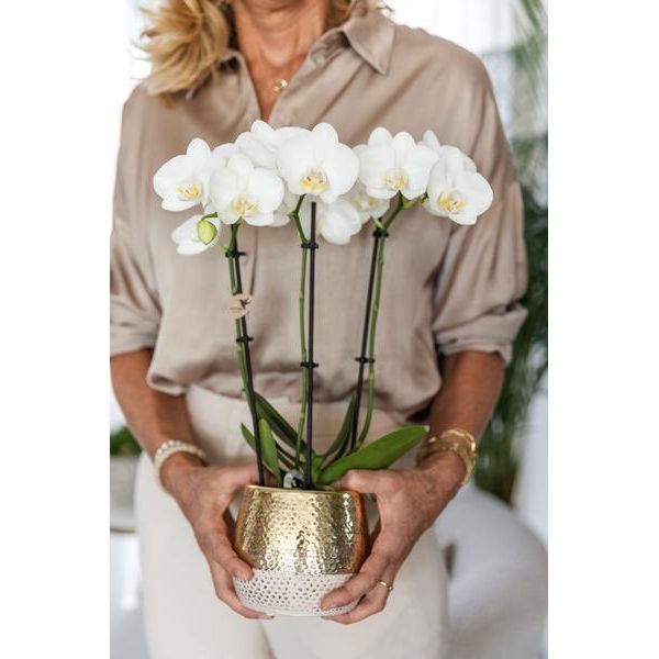 Hummingbird Orchids | white Phalaenopsis orchid – Amabilis + Elite pot gold – pot size Ø9cm – 40cm high | flowering houseplant in flower pot - fresh from the grower