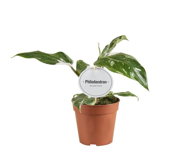 Philodendron White Princess B-Qualität - Ø12cm - ↕30cm