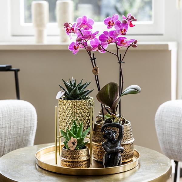 Firma Kolibri | Geschenkset Hotel Chic| Pflanzenset mit lila Phalaenopsis-Orchideen und Sukkulenten inkl. Dekotöpfen aus Keramik