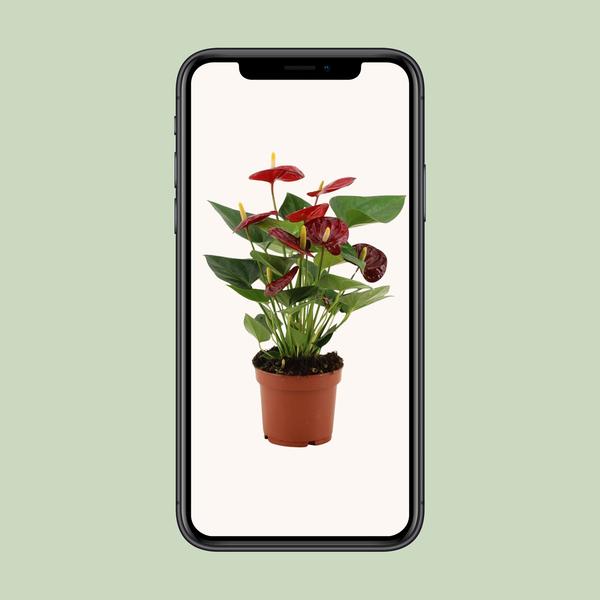 Anthurium Calon In Transparent Sleeve - Ø12cm - ↕36cm