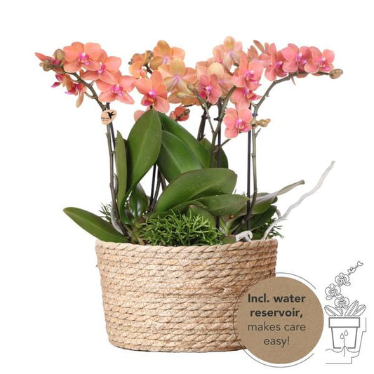 Hummingbird Orchids | orange plant set in Reed Basket incl. water reservoir | three orange orchids Bolzano 9cm and three green plants Rhipsalis | Jungle Bouquet orange with self-sufficient water reservoir