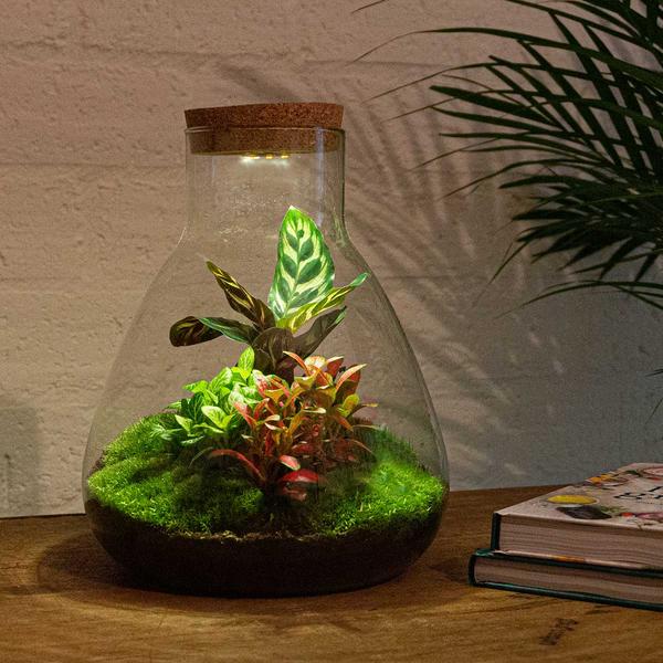 DIY-Terrarium - Sam Calathea mit Licht - ↕ 30 cm