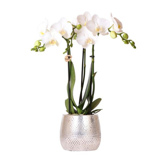 Kolibri-Orchideen | weiße Phalaenopsis Orchidee - Amabilis + Elite Topf silber - Topfgröße Ø9cm - 35cm hoch | blühende Zimmerpflanze - frisch vom Züchter