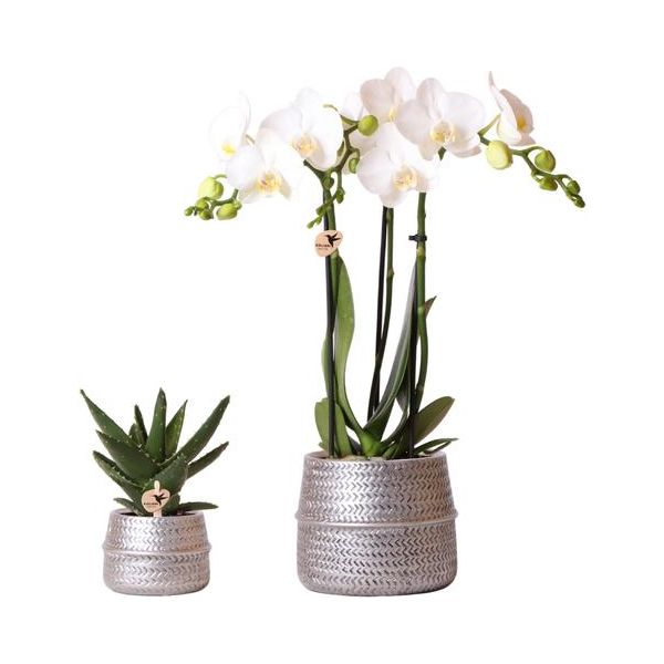 Kolibri Company - Pflanzenset Groove silber | Set mit weißer Phalaenopsis Orchidee Amabilis Ø9cm und Grünpflanze Sukkulente Aloe Brevifolia Ø6cm | inkl. silbernen Dekotöpfen aus Keramik