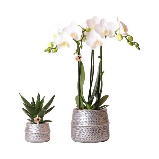 Kolibri Company - Plant set Groove silver | Set with white Phalaenopsis orchid Amabilis Ø9cm and green plant Succulent Aloe Brevifolia Ø6cm | incl. silver ceramic decorative pots