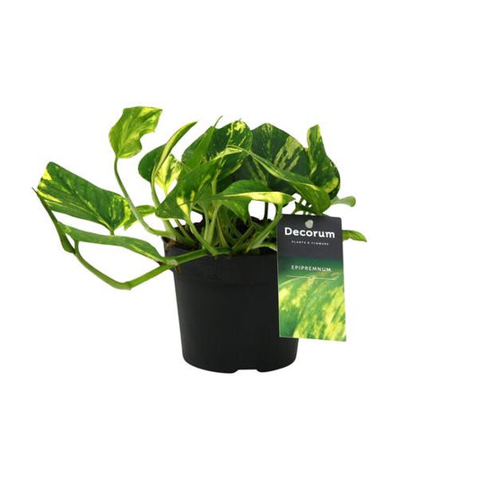 Scindapsus (Epipremnum) N'joy Gold - Ø12cm - ↕25cm