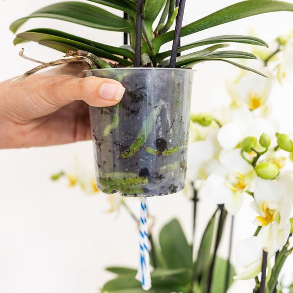 Hummingbird Orchids | white orchid set in Cotton Basket incl. water reservoir | three curved white orchids Niagara Fall 12cm | Mono Bouquet white with self-sufficient