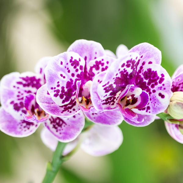 Kolibri-Orchideen | Rosa-violette Phalaenopsis-Orchidee – El Salvador – Topfgröße Ø9cm | blühende Zimmerpflanze - frisch vom Züchter