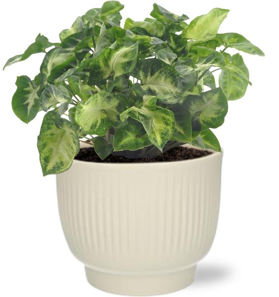 Syngonium Pixie - Ø12cm - ↕20cm + Potenza Rib Pot D13x11cm - White