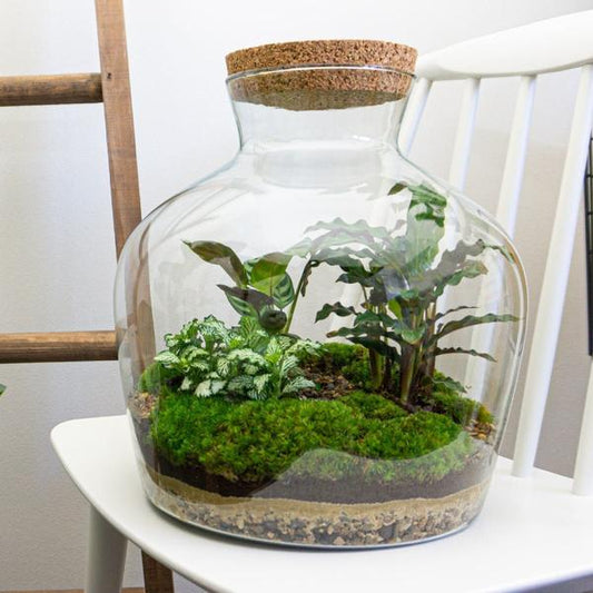 DIY-Terrarium - Fat Joe - ↕ 30 cm