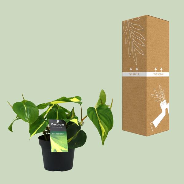 Philondendron Brasil Scandens - Ø12cm - ↕20cm