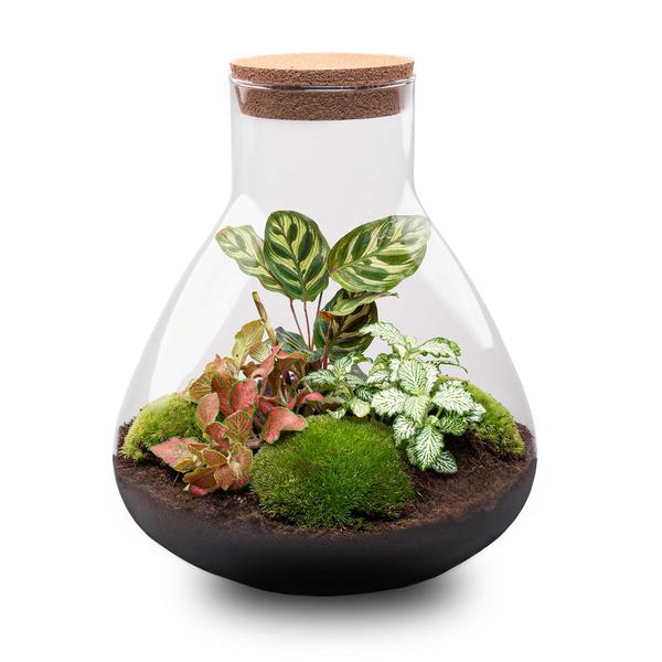 DIY terrarium - Sam XL Red - ↕ 35 cm - Normal